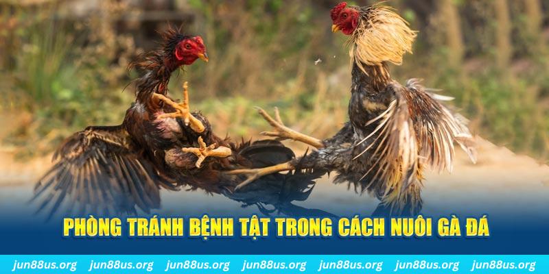 vin777 b1 natural” trong baccarat nghĩa là gì？